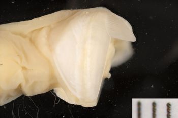 Media type: image;   Malacology 169662 Description: Digital documentation photo of preserved specimen.;